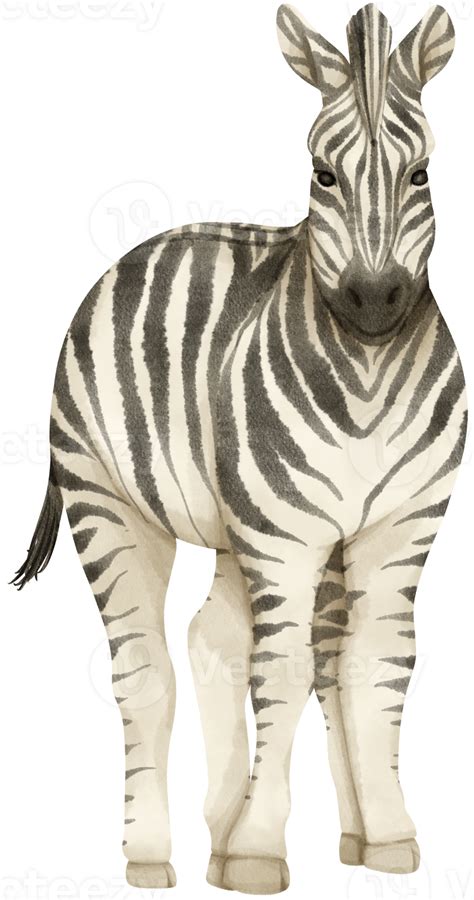 Zebra Animais Selvagens Animais Ilustração Em Aquarela 9373339 Png