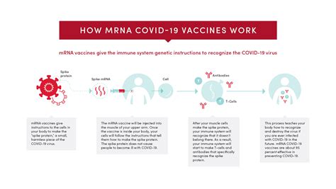 How Does The Covid 19 Vaccine Work Theu