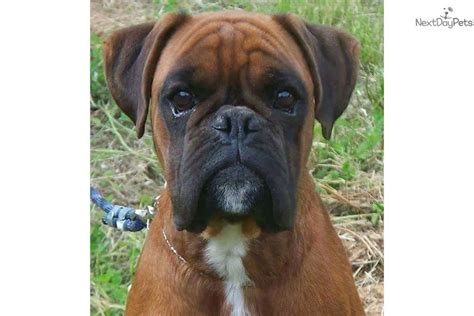 Use scampulse to make a complaint. Jewel: Boxer puppy for sale near Spokane / Coeur D'alene, Washington. | 399732de-ec61