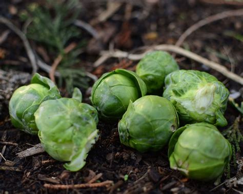 How To Grow Brussels Sprouts Guide To Planting And Growing