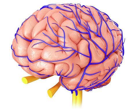 Brain Veins And Anatomy 1 Photograph By Pixologicstudioscience Photo