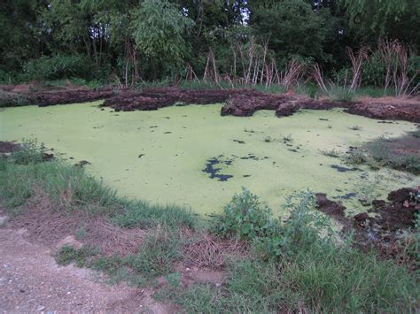 Swamp Photo From Kato Kamila In Serres