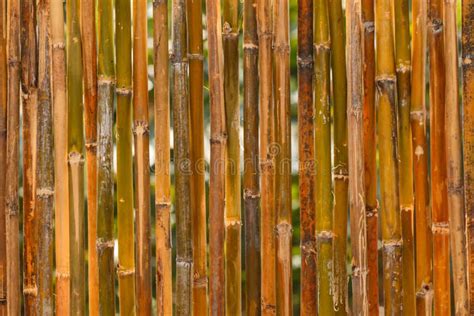 Bamboo Fence Texture Stock Photo Image Of Fence Stripes 49344040
