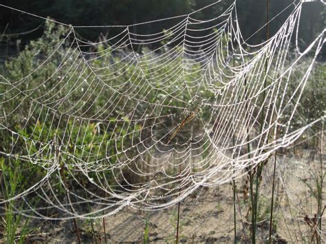 And, when one shows up in your home, it can be downright freaky. Blog post from Science Stuff: "Spiders Everywhere!" A hidden world comes into view with a little ...
