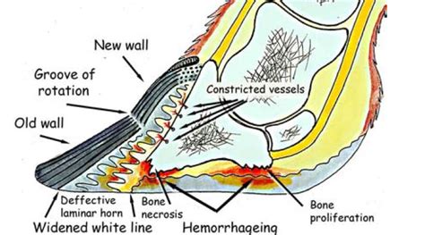 Tail should be thin, long well set and tapering. Feet and Fat - an important link? - Cadfor