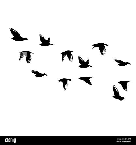 A Large Flock Of Flying Birds Free Birds Vector Illustration Stock
