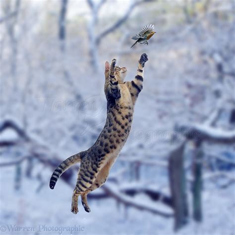 Cat Leaping At Robin In Snow Photo Wp01000