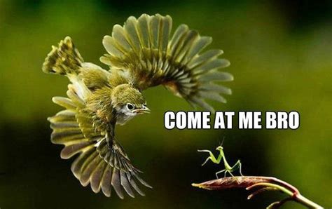 Meme Come At Me Bro Funny Pictures Beautiful Birds