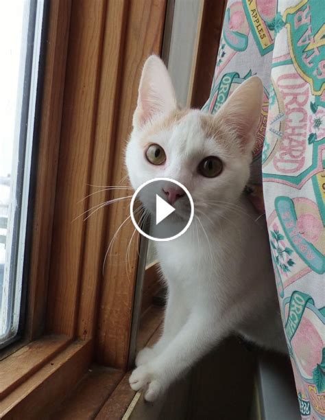 Cute Kittens Meowing Compilation