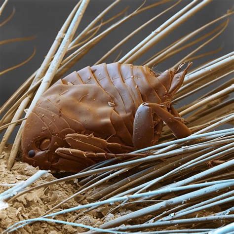 Microscope Image Of A Sand Flea On Human Skin Macro Photography Insects