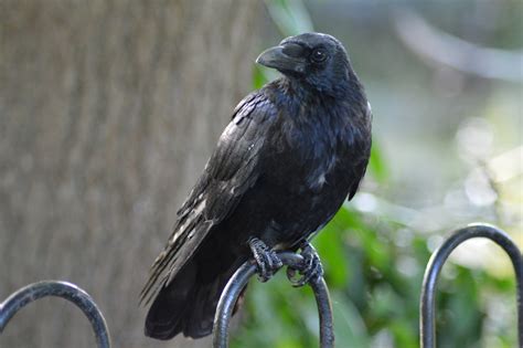 Free Images Wildlife Beak Black Fauna Vertebrate Raven