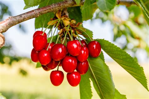 Fresh Cherries Norin Business Network