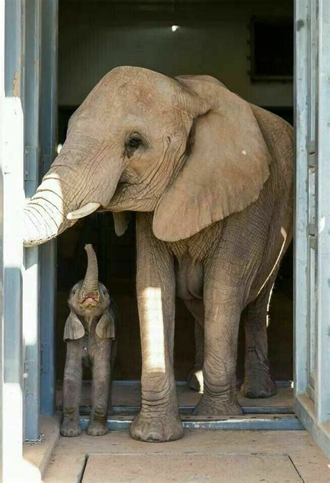 Mamá Elefante Y Bebé Elephant Cute Baby Animals Animals Beautiful