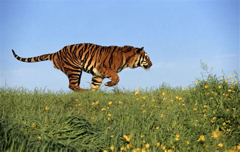 Bengal Tiger Panthera Tigris Running In Field Profile Discovery