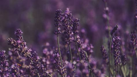 Download Wallpaper 1920x1080 Lavender Flowers Field Purple Bloom