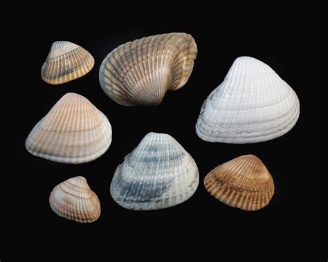 Clam Identification And Facts From Arks To Tellins Owlcation