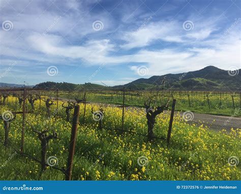 Napa Mustard Flower Field Stock Photo Image Of Valley 72372576