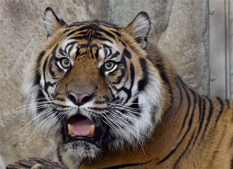 Miller Park Zoo Welcomes New Tiger Wglt