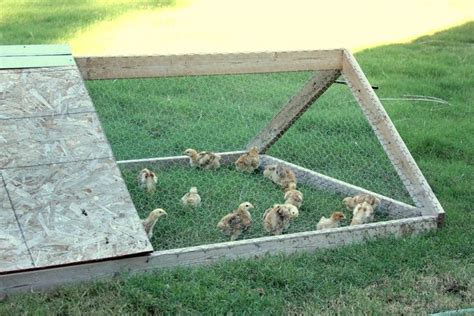 They are often climbing or epiphytic plants that cling to trees. How to Raise Meat Chickens: Part 1 | Dr. who, Farms and ...