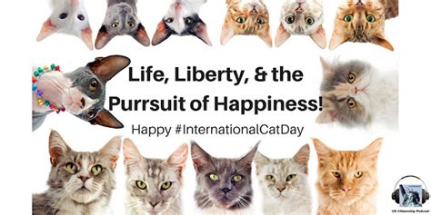 Us Citizenship Podcast Happy International Cat Day