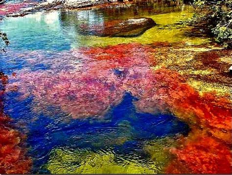 Colombia CaÑo Cristales El Rio De 7 Colores Bing Imágenes Cool