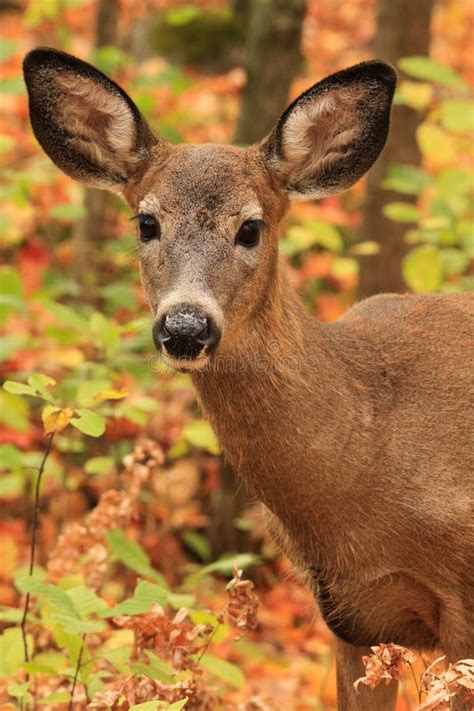 Whitetail Deer Fawn Poses In Colorful Fall Leaves Stock Image Image