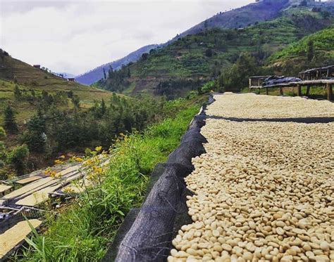 Despite the ethical status of the company, the coffee has unpredictable quality. Ethiopian Sidamo Coffee Beans - Espresso & Coffee Guide