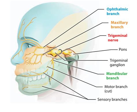 Easy Notes On 【trigeminal Nerve】learn Cranial Nerves Facial