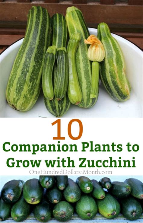 Our guide to common zucchini pests will help you formulate strategies for coping with common issues with pests such as squash vine borers. 10 Companion Plants to Grow with Zucchini - One Hundred ...