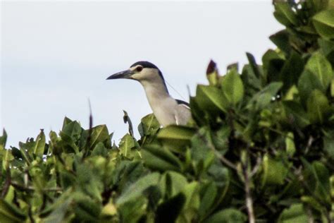Burung Kowak Malam Kelabu Kembali Terbang Bebas di Mangrove Gresik – Mongabay.co.id