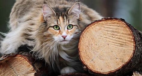 Maine Coon Norwegian Forest Cat Mix A Killer Combination