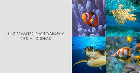 Underwater Photography Tips And Ideas Ultimate Guide
