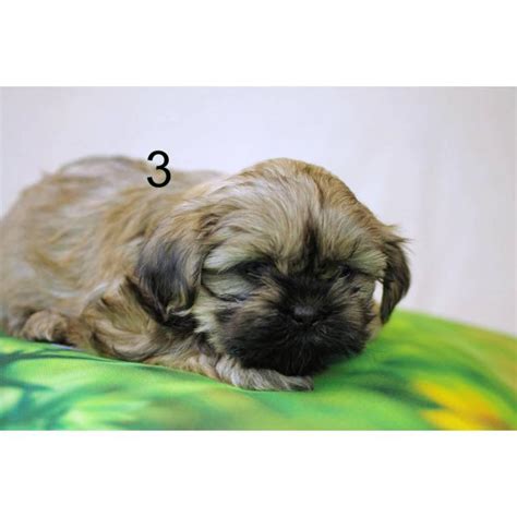 They come vaccinated up to date, microchipped, wormed and lead. Full blood Shih Tzu puppies in Abilene, Texas - Puppies ...