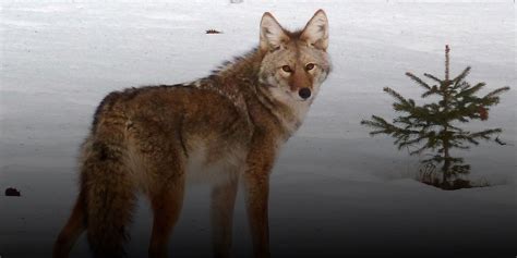 the truth about coyote hunting in ontario ofah insider