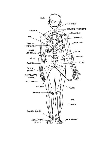 Human Skeleton Labeled Back View Anatomy And Physiology Pinterest