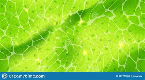 Abstract Green Wallpaper Or Plant Cells With Nuclears Texture Under A