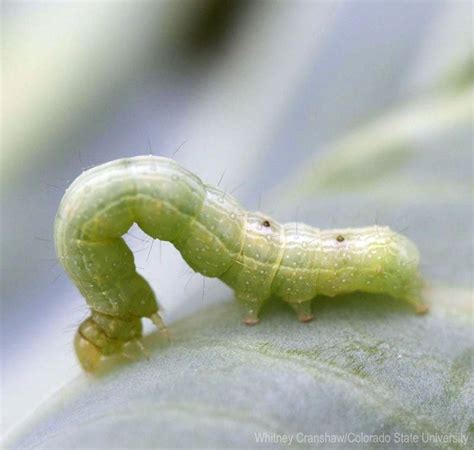 Brassicas Beware—this Green Worm Can Cause Destruction To Your Cole