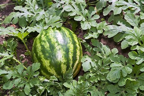 They can even be coaxed to grow up trellises in smaller gardens. How to Grow Watermelons - Quiet Corner