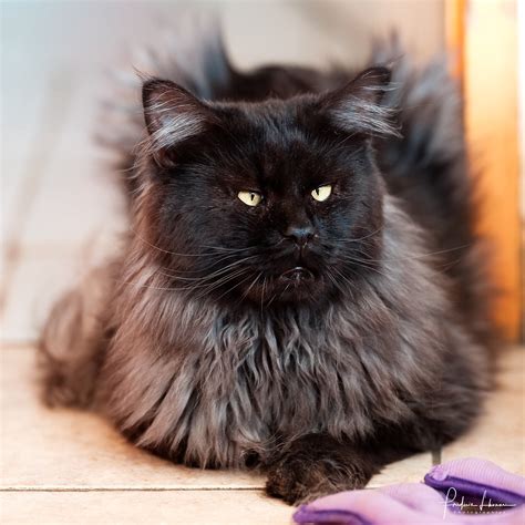 We did not find results for: Black Smoke Maine Coon Cat - Best Cat Wallpaper