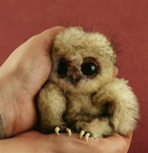 Ugliest/cutest thing in the world..baby owl | Cute Animals