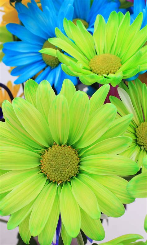 1920x1080px 1080p Free Download Colored Daisies 1 Blue Daisy