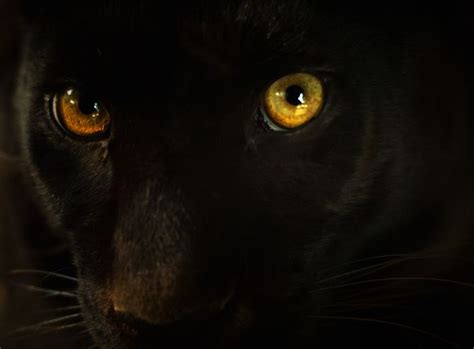 Yellow Eyes Panther Animais Pantera