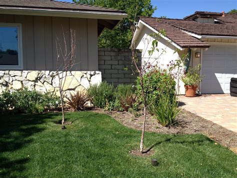 Avoid planting this tree in your front yard, however, if you'd like to show off the front of your home because it's thick leaves will obstruct the view. How Does My Garden Grow?: Front Yard Fruit Trees - Spring ...