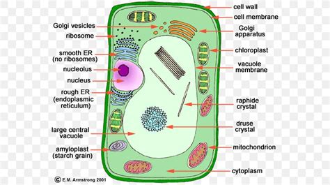 Nucleolus makes ribosomes in the nucleus. Plant Cell Organelle Cell Nucleus, PNG, 574x460px, Plant ...