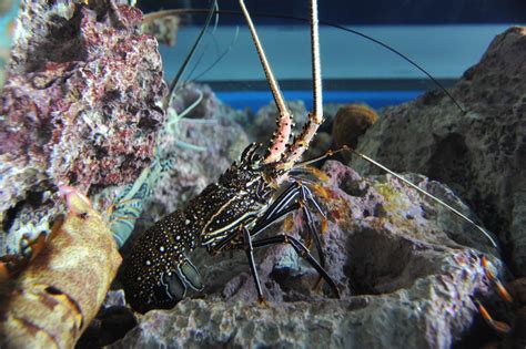 Blue Spot Rock Lobster Stripe Leg Spiny Lobster Churaumi Fish