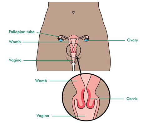 Vagina Cervix Telegraph