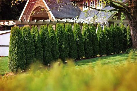 Cedar Tree Hedge Fence Cedar Hedge Hedges Landscaping Cedar Trees