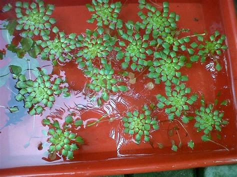 Ludwigia Sedoides The Planted Tank Forum Floating Plants Painting