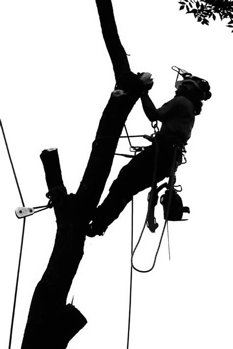 Arborist At Work Photograph by Steven Ralser