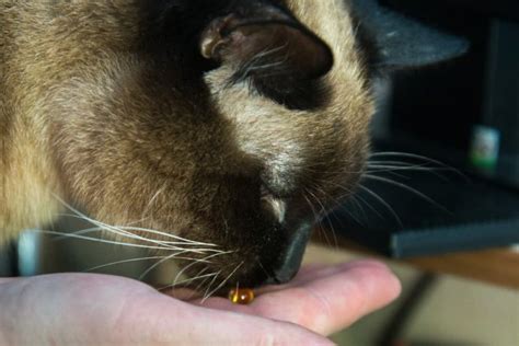 Cat Chin Acne Why It Happens And How To Help Great Pet Care